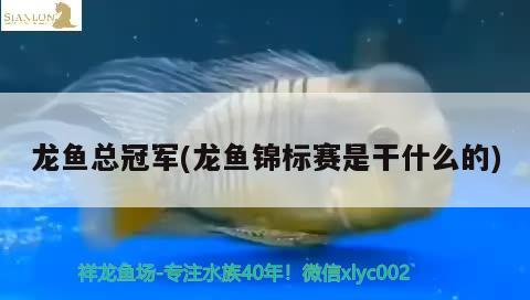 龍魚總冠軍(龍魚錦標(biāo)賽是干什么的) 2024第28屆中國國際寵物水族展覽會(huì)CIPS（長城寵物展2024 CIPS）