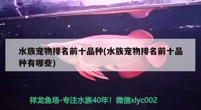 水族寵物排名前十品種(水族寵物排名前十品種有哪些) 2024第28屆中國(guó)國(guó)際寵物水族展覽會(huì)CIPS（長(zhǎng)城寵物展2024 CIPS）