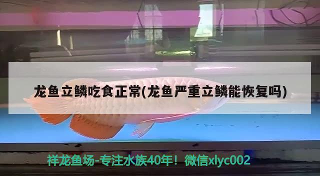 龍魚立鱗吃食正常(龍魚嚴(yán)重立鱗能恢復(fù)嗎) 2024第28屆中國(guó)國(guó)際寵物水族展覽會(huì)CIPS（長(zhǎng)城寵物展2024 CIPS）