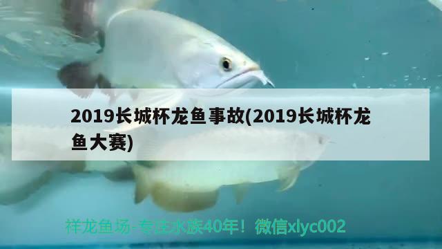 2019長(zhǎng)城杯龍魚事故(2019長(zhǎng)城杯龍魚大賽)