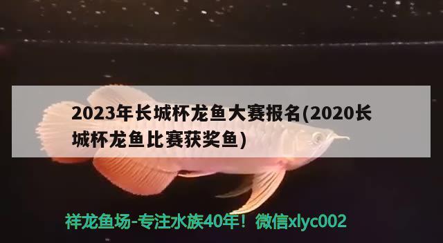 2023年長城杯龍魚大賽報名(2020長城杯龍魚比賽獲獎魚)