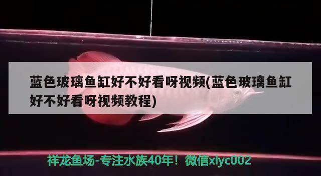 藍色玻璃魚缸好不好看呀視頻(藍色玻璃魚缸好不好看呀視頻教程) 粗線銀版魚苗