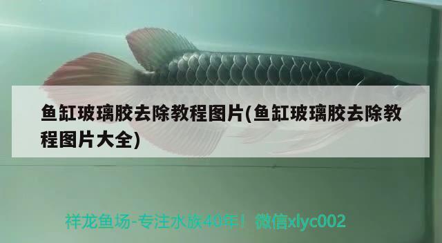 魚(yú)缸玻璃膠去除教程圖片(魚(yú)缸玻璃膠去除教程圖片大全) 雙線側(cè)魚(yú)