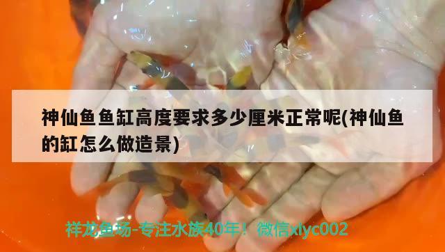 神仙魚魚缸高度要求多少厘米正常呢(神仙魚的缸怎么做造景)