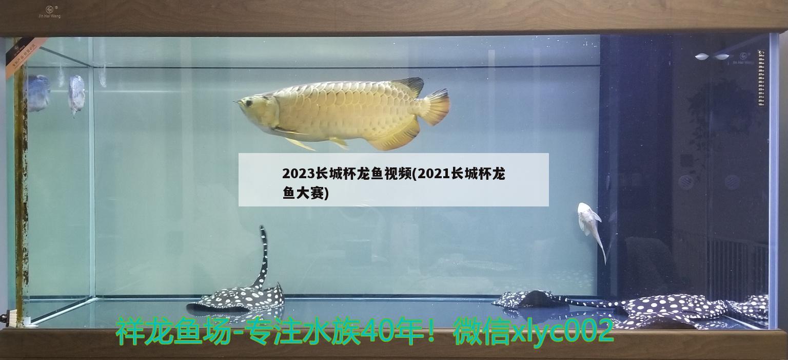 2023長(zhǎng)城杯龍魚視頻(2021長(zhǎng)城杯龍魚大賽) 2025第29屆中國(guó)國(guó)際寵物水族展覽會(huì)CIPS（長(zhǎng)城寵物展2025 CIPS）