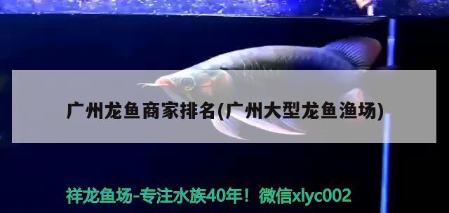 廣州龍魚商家排名(廣州大型龍魚漁場) 2024第28屆中國國際寵物水族展覽會CIPS（長城寵物展2024 CIPS） 第2張