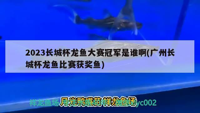 2023長城杯龍魚大賽冠軍是誰啊(廣州長城杯龍魚比賽獲獎魚) 2024第28屆中國國際寵物水族展覽會CIPS（長城寵物展2024 CIPS）