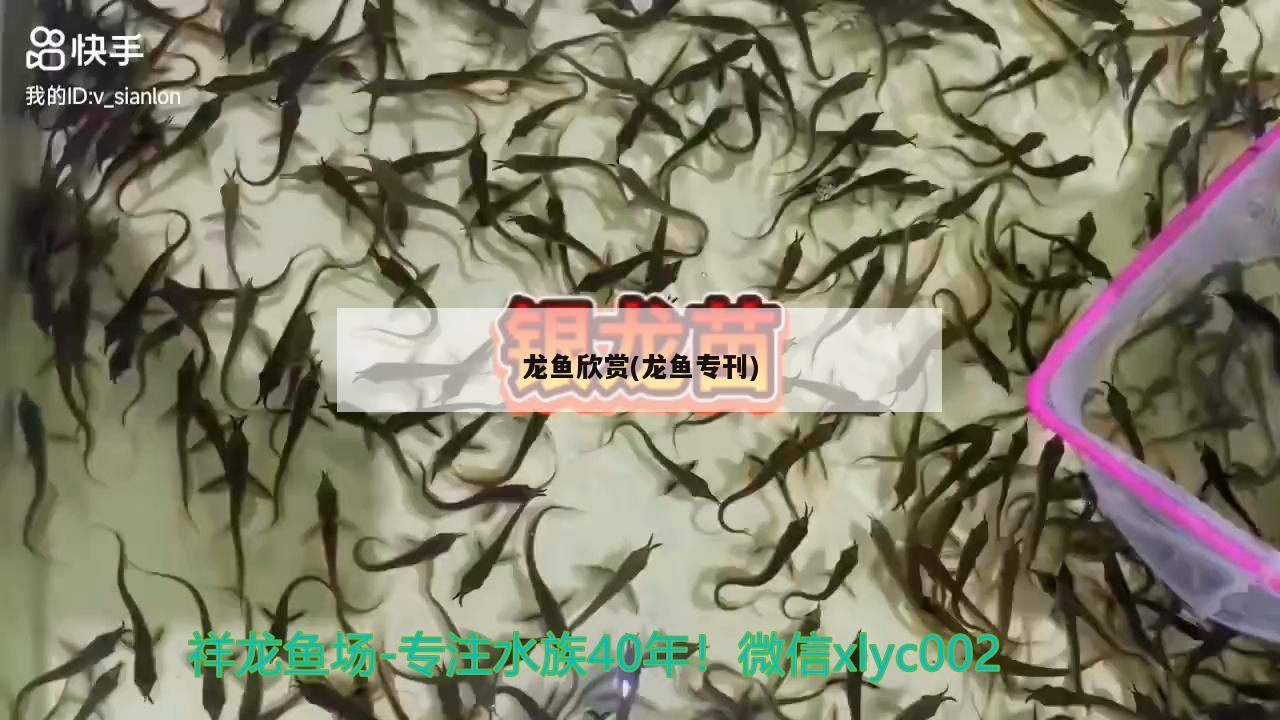 龍魚(yú)欣賞(龍魚(yú)專(zhuān)刊)