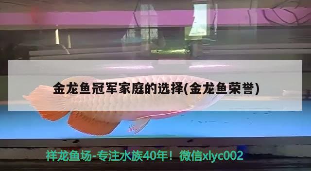 金龍魚冠軍家庭的選擇(金龍魚榮譽) 2024第28屆中國國際寵物水族展覽會CIPS（長城寵物展2024 CIPS）