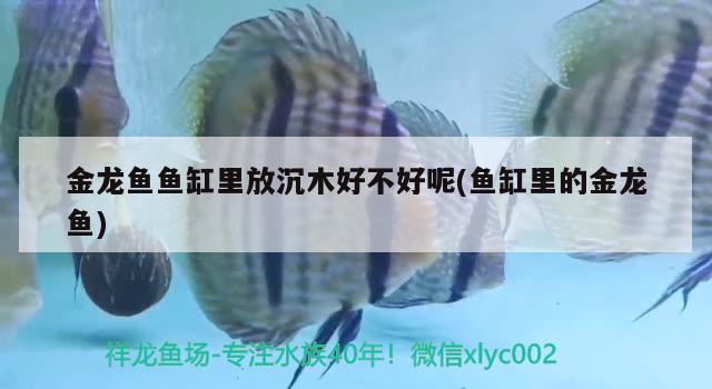 金龍魚魚缸里放沉木好不好呢(魚缸里的金龍魚)