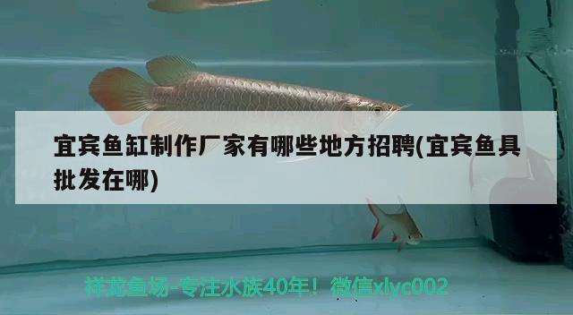 宜賓魚缸制作廠家有哪些地方招聘(宜賓魚具批發(fā)在哪) 白子紅龍魚