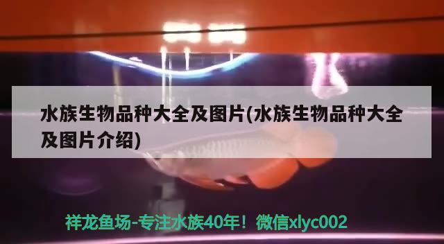 水族生物品種大全及圖片(水族生物品種大全及圖片介紹)