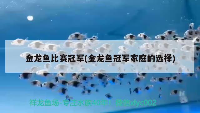 金龍魚比賽冠軍(金龍魚冠軍家庭的選擇)