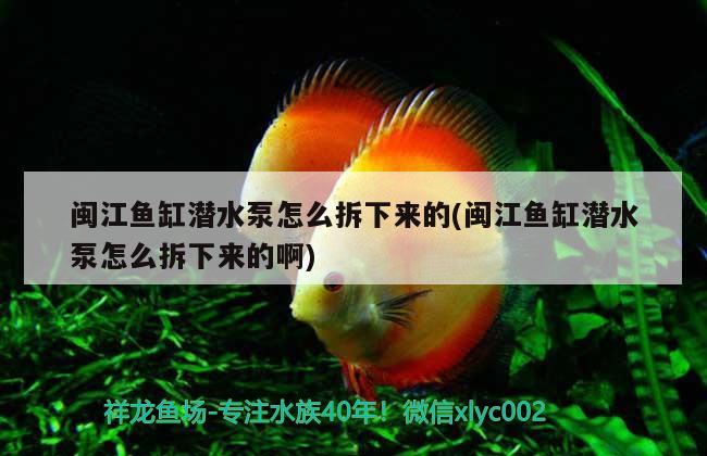 閩江魚(yú)缸潛水泵怎么拆下來(lái)的(閩江魚(yú)缸潛水泵怎么拆下來(lái)的啊) 大正錦鯉魚(yú)