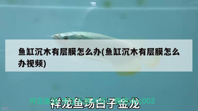 魚(yú)缸沉木有層膜怎么辦(魚(yú)缸沉木有層膜怎么辦視頻)