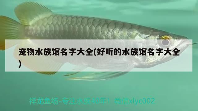 寵物水族館名字大全(好聽(tīng)的水族館名字大全)