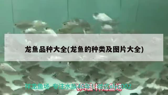 龍魚品種大全(龍魚的種類及圖片大全) 2024第28屆中國國際寵物水族展覽會CIPS（長城寵物展2024 CIPS）