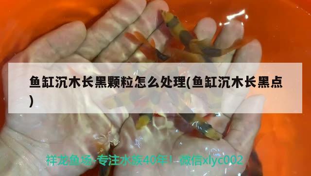 魚缸沉木長黑顆粒怎么處理(魚缸沉木長黑點) 名貴錦鯉魚