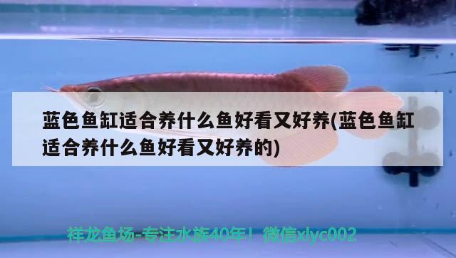 藍(lán)色魚缸適合養(yǎng)什么魚好看又好養(yǎng)(藍(lán)色魚缸適合養(yǎng)什么魚好看又好養(yǎng)的) 細(xì)線銀版魚