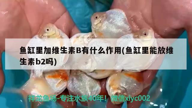 魚缸里加維生素B有什么作用(魚缸里能放維生素b2嗎)