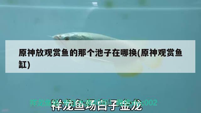 原神放觀賞魚的那個(gè)池子在哪換(原神觀賞魚缸)