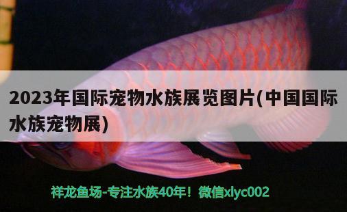 2023年國際寵物水族展覽圖片(中國國際水族寵物展)