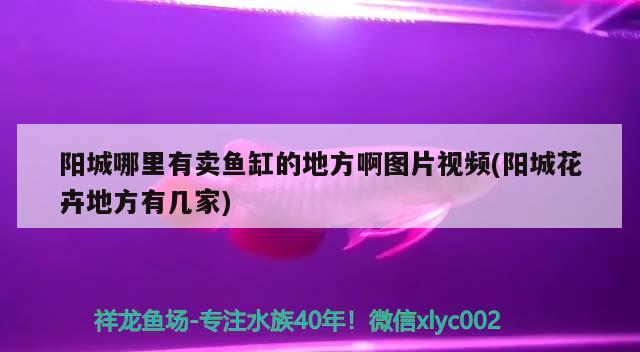 陽城哪里有賣魚缸的地方啊圖片視頻(陽城花卉地方有幾家) 非洲金鼓魚