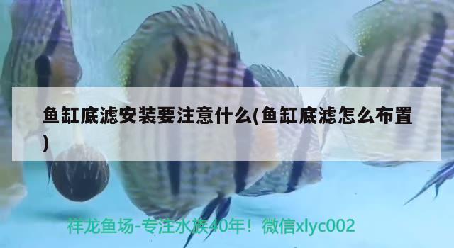 魚缸底濾安裝要注意什么(魚缸底濾怎么布置) 觀賞蝦蟹等飼料