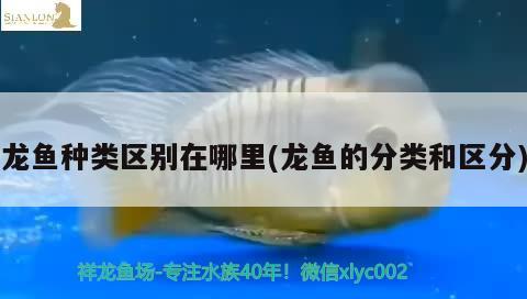 龍魚種類區(qū)別在哪里(龍魚的分類和區(qū)分)