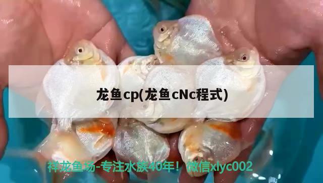 龍魚cp(龍魚cNc程式)