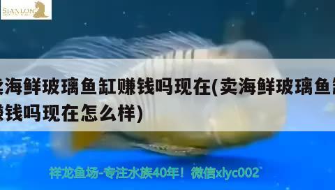 賣海鮮玻璃魚缸賺錢嗎現(xiàn)在(賣海鮮玻璃魚缸賺錢嗎現(xiàn)在怎么樣)