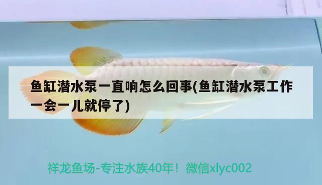 魚缸潛水泵一直響怎么回事(魚缸潛水泵工作一會(huì)一兒就停了) 魚缸水泵