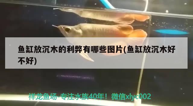 魚缸放沉木的利弊有哪些圖片(魚缸放沉木好不好)