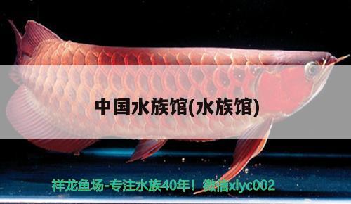 中國(guó)水族館(水族館) 2024第28屆中國(guó)國(guó)際寵物水族展覽會(huì)CIPS（長(zhǎng)城寵物展2024 CIPS）