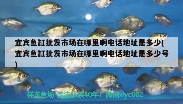 宜賓魚缸批發(fā)市場在哪里啊電話地址是多少(宜賓魚缸批發(fā)市場在哪里啊電話地址是多少號) 觀賞蝦蟹等飼料