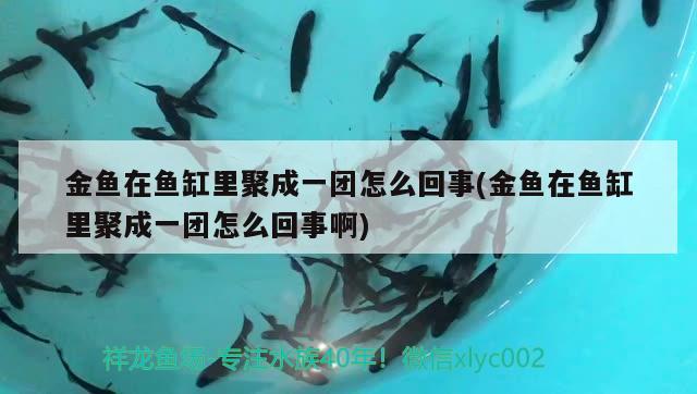 金魚在魚缸里聚成一團(tuán)怎么回事(金魚在魚缸里聚成一團(tuán)怎么回事啊)