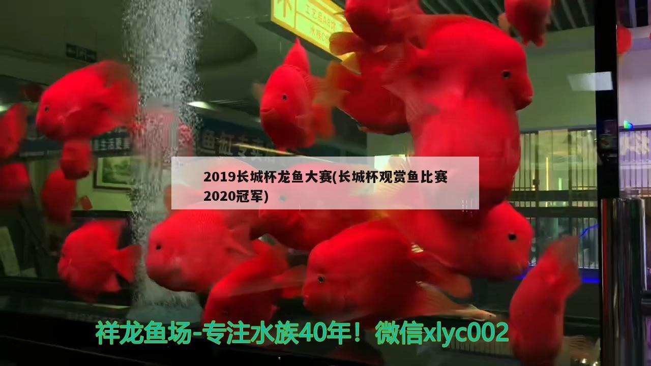 2019長城杯龍魚大賽(長城杯觀賞魚比賽2020冠軍)