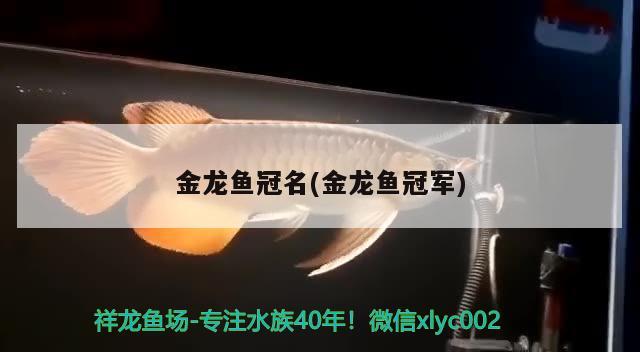 金龍魚(yú)冠名(金龍魚(yú)冠軍) 2024第28屆中國(guó)國(guó)際寵物水族展覽會(huì)CIPS（長(zhǎng)城寵物展2024 CIPS）