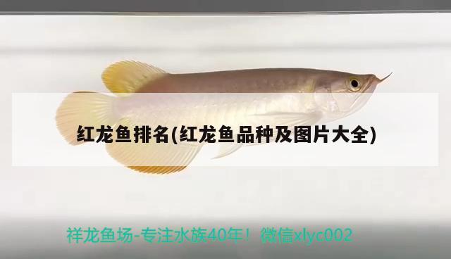 紅龍魚排名(紅龍魚品種及圖片大全) 2024第28屆中國國際寵物水族展覽會CIPS（長城寵物展2024 CIPS）