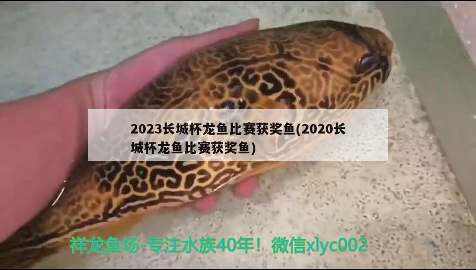 2023長(zhǎng)城杯龍魚比賽獲獎(jiǎng)魚(2020長(zhǎng)城杯龍魚比賽獲獎(jiǎng)魚)