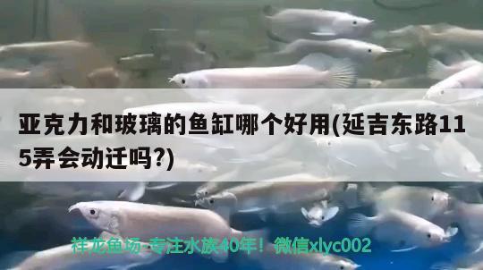 亞克力和玻璃的魚缸哪個好用(延吉東路115弄會動遷嗎?)