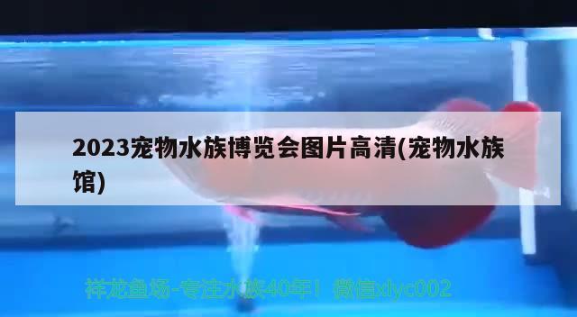 2023寵物水族博覽會(huì)圖片高清(寵物水族館)