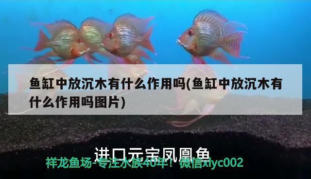 魚缸中放沉木有什么作用嗎(魚缸中放沉木有什么作用嗎圖片)