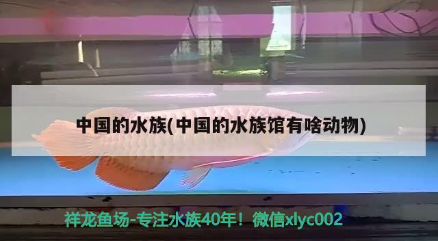 中國的水族(中國的水族館有啥動物) 2024第28屆中國國際寵物水族展覽會CIPS（長城寵物展2024 CIPS） 第2張