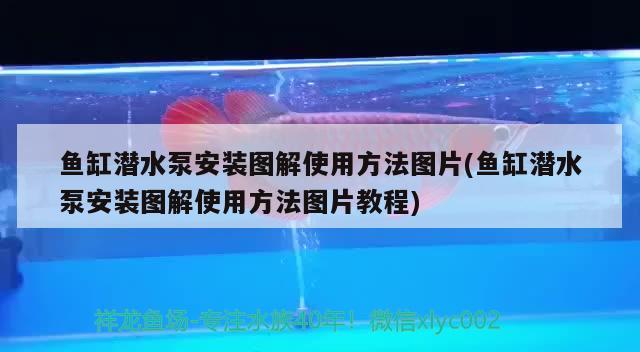 魚缸潛水泵安裝圖解使用方法圖片(魚缸潛水泵安裝圖解使用方法圖片教程)