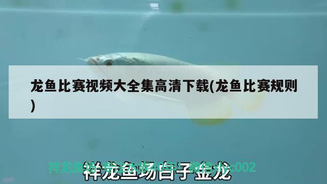 龍魚比賽視頻大全集高清下載(龍魚比賽規(guī)則)