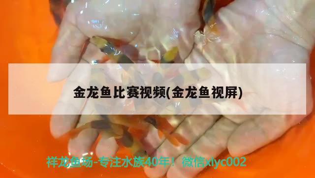 金龍魚比賽視頻(金龍魚視屏)