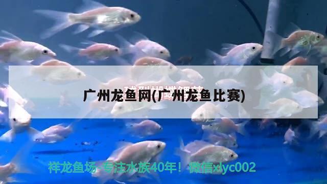 廣州龍魚網(wǎng)(廣州龍魚比賽) 2024第28屆中國(guó)國(guó)際寵物水族展覽會(huì)CIPS（長(zhǎng)城寵物展2024 CIPS）