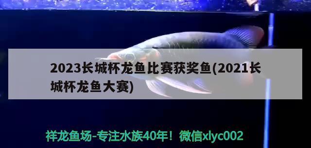 2023長城杯龍魚比賽獲獎(jiǎng)魚(2021長城杯龍魚大賽) 2024第28屆中國國際寵物水族展覽會(huì)CIPS（長城寵物展2024 CIPS）