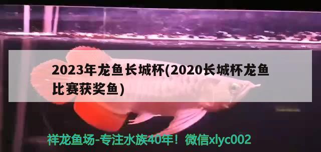 2023年龍魚長(zhǎng)城杯(2020長(zhǎng)城杯龍魚比賽獲獎(jiǎng)魚)